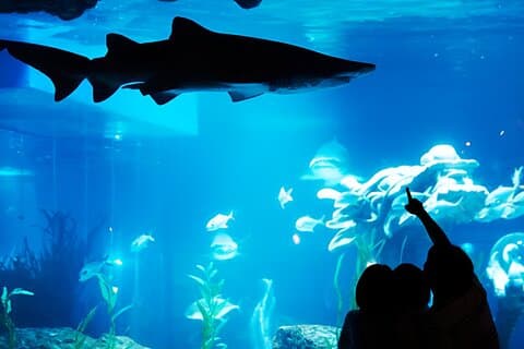 Coreia do Sul a Sea Life Busan