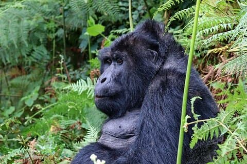 6 dagers kombinasjon av gorilla, sjimpanser og vilt