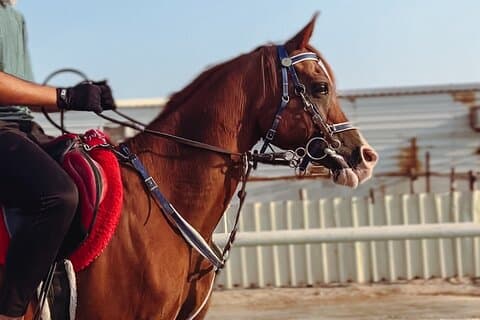 Privé-Doha Halve dag safari/paardrijden en kameelrijden inbegrepen