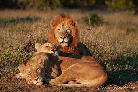 Johannesburg: Lion & Safari Park Open Vehicle Game Drive