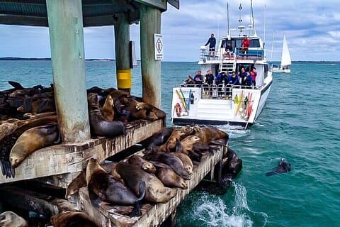 Croisière de luxe panoramique et animalière d'une heure et demie