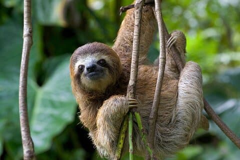 Private Tour Llanos de Cortés Waterfall & Sloth Watching