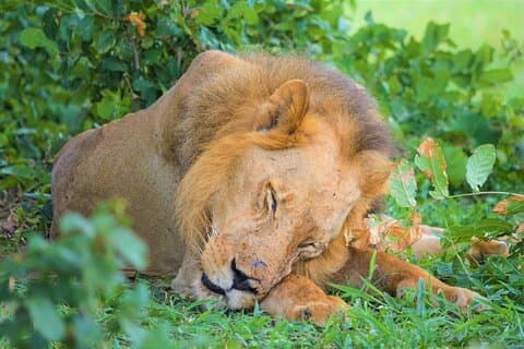Excursion de 9 jours à Selous Safari et Zanzibar Beach