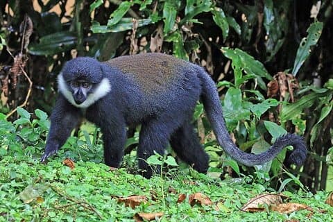 3 Tage Nyungwe Nationalpark Safari