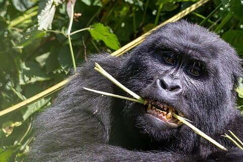 3 Day Gorilla Express Tour in Uganda