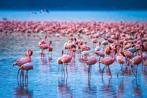 Excursion privée d'une journée au parc national du lac Nakuru