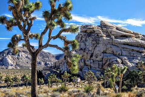 Private Joshua Tree NP Day tour from San Diego (10 hours)