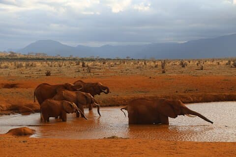 5-dagers safari til Tsavo East, Tsavo West og Saltlick fra Mombasa