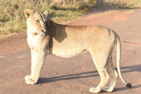 4 dias, 3 noites Masai Mara National Reserve Safari em 4 x 4 Jeep