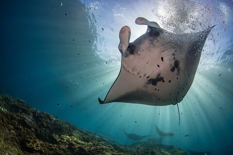 Nusa Penida : Snorkeling Trip Manta Point, Gamat Bay y Wall Bay