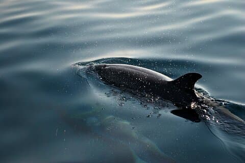 Sunset Dolphin Safari & Brijuni Wildlife Glass-Boat Tour