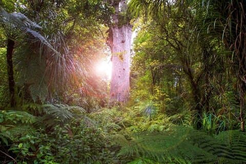 Kleine groep mystieke Waipoua Forest Kauri Tour vanuit Auckland