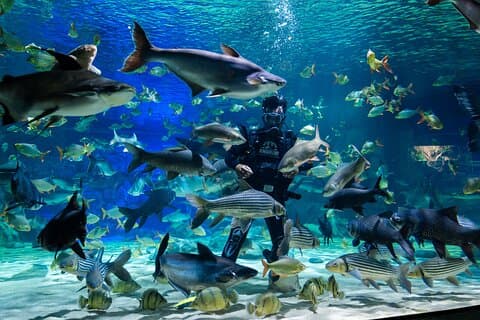 Hoteller i nærheten av Angkor Wildlife and Aquarium - Siem Reap