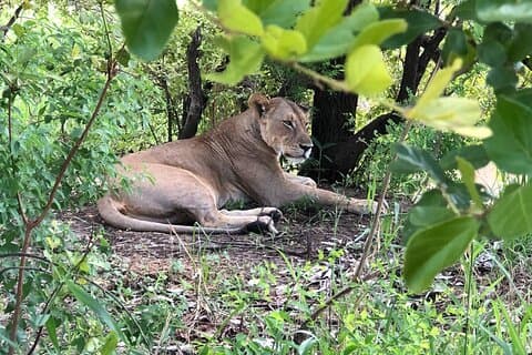 2 dias de estadia no Mikumi Safari saindo de Zanzibar
