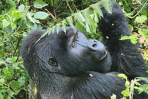 3-dagers Gorilla Trekking i Bwindi Impenetrable National Park