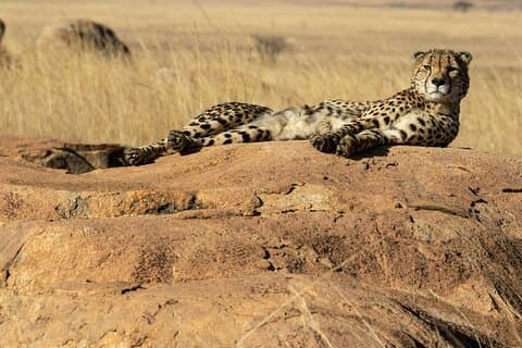 Safari di lusso di 4 giorni al lago Nakuru e al Masai Mara