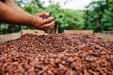 Kauai Chocolate Farm Tasting Tour