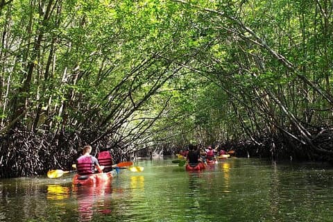 Mangrove Tour by Kayaking in Ko Lanta With Lunch