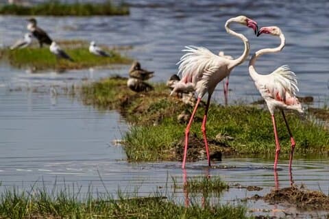 Privat dagstur til Lake Bogoria fra Nairobi