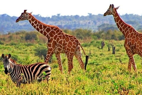 3-Days 2-Nights Private Tour to Meru National Park