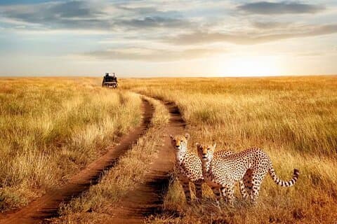 3-daagse Serengeti Safari vliegen vanuit Zanzibar of Dar Es Salaam