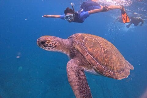 Teneriffa Schnorcheltour im Lebensraum der Schildkröte