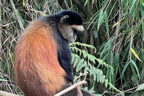 2 Dias Rwanda Golden Monkey Trek & Mt Bisoke Hike Aventura