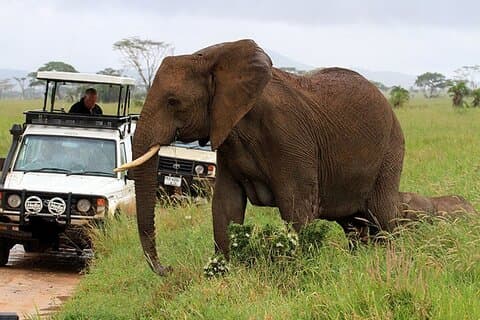5-Daagse Wildlife Avontuur - Mombasa