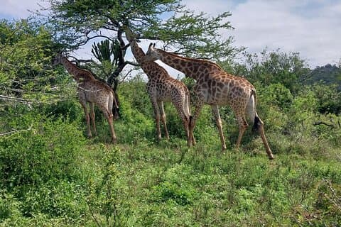 Halve dag Tala Game Reserve en Phezulu Safari Park vanuit Durban