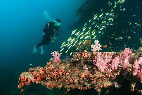 Excursión de un día de buceo en King Cruiser