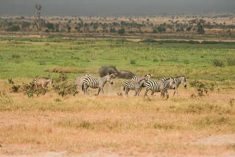 Experiência de safári de médio porte em Maasai Mara de 3 dias