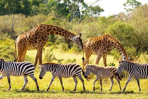 Excursion d'une journée à Chobe au départ de Livingstone avec transfert