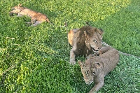 2 days private safari to Mikumi N park from Zanzibar or Dsm