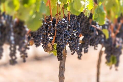 Private Pinotage Wine Tour in Stellenbosch