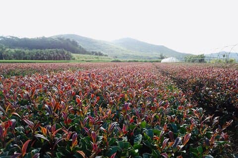 Dagtocht naar een paarse theeplantage vanuit Nairobi