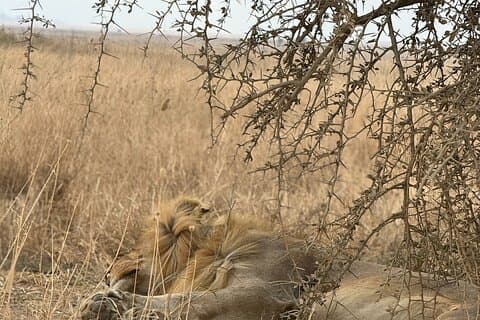 7-tägige Tansania-Wildlife-Safari-Tour