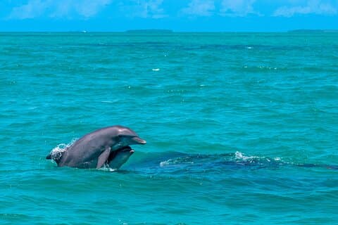 Champagne Dolphin Sail and Reef Snorkel