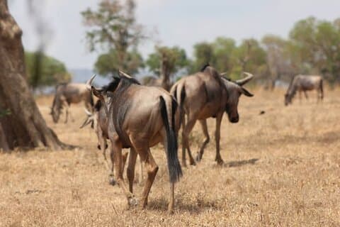 Safari de deux jours en train