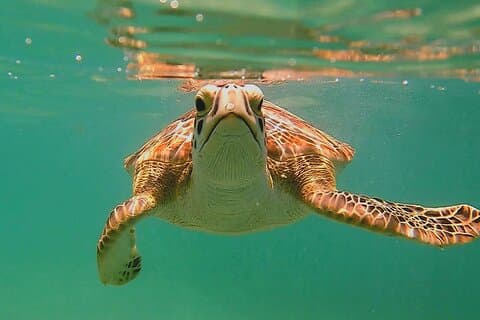 Nuoto con le tartarughe ad Akumal e sessione fotografica con go pro