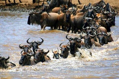 8Day Tanzania Great Migration Budget Safari – Mara River Crossing