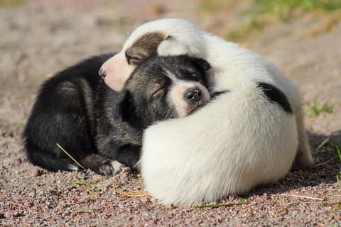 Das Leben des Huskys, Kennel Tour und Husky Ride im Sommer