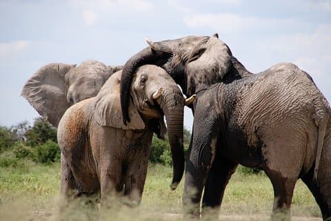 Tour di 5 giorni a Nairobi e safari al Parco Nazionale di Amboseli