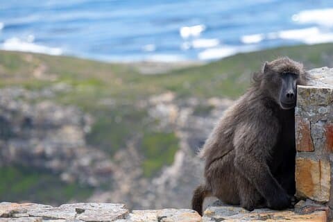 Privé volledige dag Kaapse Schiereiland, Penguins Tour (aangepaste tour)