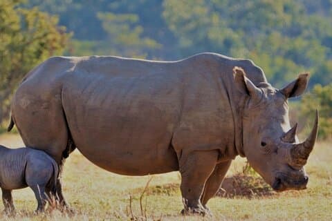 Dagtour van Kaapstad naar Big 5 Safari Reserve