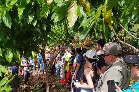 Small Group Cacao Walking Tour in Puerto Rico