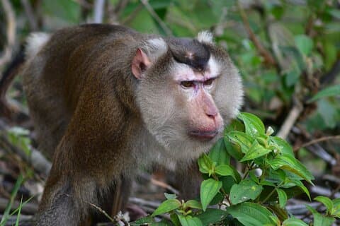 Ninh Binh: Wildlife, Jungle Hike, Caving, Cuc Phuong Natonal Park