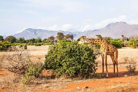 3-daagse privésafari naar Tsavo West en East Park vanuit Mombasa