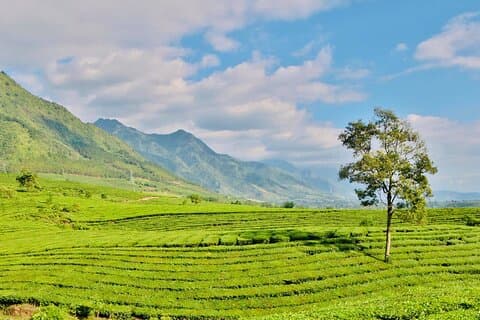 Tour privado en moto Sapa - Tea Hill