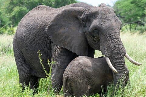 7 Day Tanzania Wildlife and Culture Tour