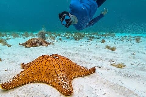 Cayman 3 in 1 Abenteuer Riff Schnorcheln, Seesterne und Stachelrochen
